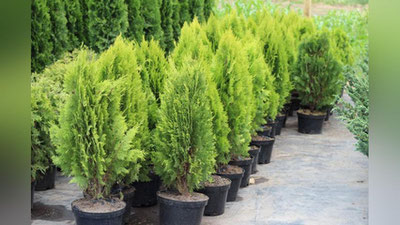 'Andijonda Prezident tashrifidan so`ng yo`l chetidagi archalar olib ketilayotgani haqidagi xabarlarga rasmiy munosabat berildi (video)'ning rasmi