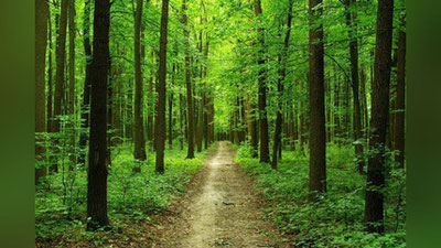 'Samarqandda 7 ming gektar o`rmon barpo etiladi'ning rasmi