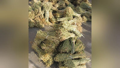 'Isiriq koronovirusga qarshi kurashishda qanchalik samarali?'ning rasmi