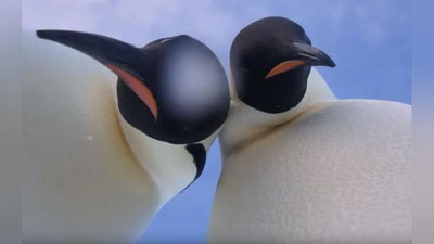 'Император пингвинлари камера топиб олишди ва селфига тушишди (Видео)'ning rasmi