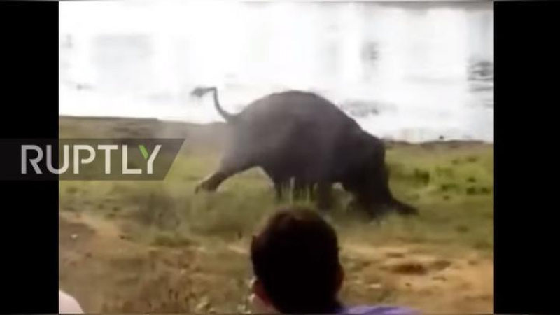 Изрображение 'В ИНДИИ СЛОН РАСТОПТАЛ ФЕРМЕРА (ВИДЕО)'