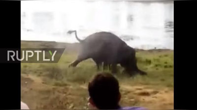 Изрображение 'В ИНДИИ СЛОН РАСТОПТАЛ ФЕРМЕРА (ВИДЕО)'