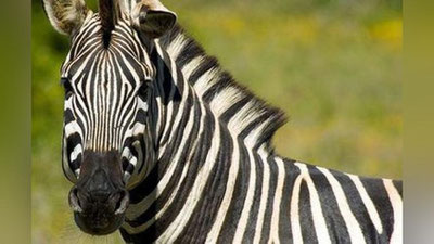 Изрображение 'В норвежском зоопарке зебру скормили тиграм на глазах у посетителей'