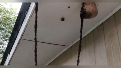 'Chumolilar havoda ko`prik hosil qilib, ari uyasini talashdi (Video)'ning rasmi