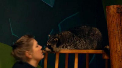 'Sank-Peterburg aholisi stress holatidan chiqish uchun enotlar yordamidan foydalanmoqda 'ning rasmi