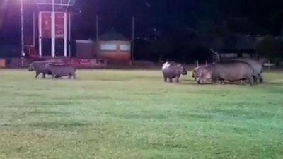 Изрображение 'Нашествие бегемотов прервало матч по регби в ЮАР (видео)'