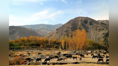 'Чегараолди яйловлардан фойдаланиш тартиби белгиланди'ning rasmi