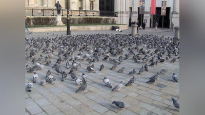 Изрображение 'НА УЛИЦЕ ГАГАРИНА В ТАШКЕНТЕ ОТКРОЮТ ПЛОЩАДЬ ГОЛУБЕЙ'