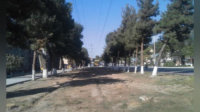 Изрображение 'Госкомэкологии объяснило вырубку елок напротив филиала МГИМО в Ташкенте'