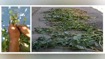 '​Pomidor ko`chatlari orasidagi 63 tup ko`knori'ning rasmi