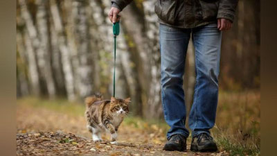 'Olimlar mushuklar bilan sayr qilishning xavfi borasida ogohlantirishdi 'ning rasmi