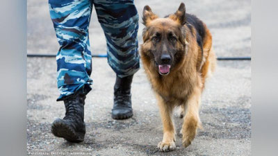 Изрображение 'Служебная собака нашла наркотики у остановленного на посту ДПС "Келес" гражданина'