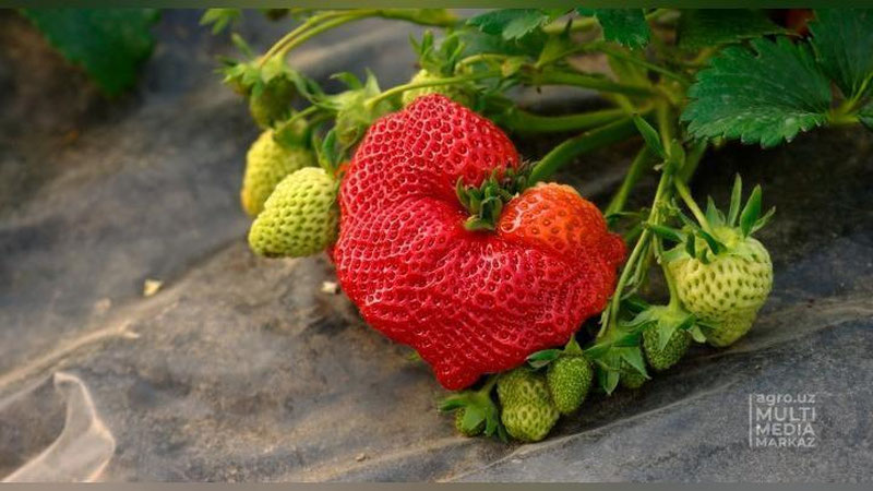 'Ўзбекистонлик олимлар “Тонг ифори” номли қулупнайнинг янги навини яратди'ning rasmi