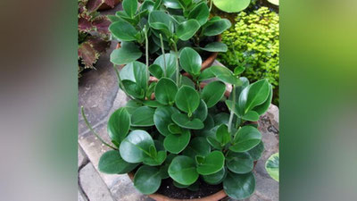 'PEPEROMIYa GULINI PARVARIShLAYMIZ!'ning rasmi