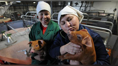 'Украина ва Ўзбекистон ҳамкорликда чўчқа етиштириш билан шуғулланади  'ning rasmi