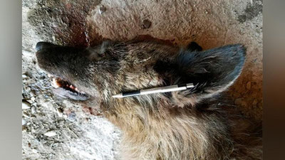 'AQShda sirli maxluqning qanday hayvon ekanligi aniqlandi'ning rasmi