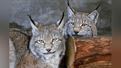 Изрображение 'КОЛЛЕКЦИЯ ТАШКЕНТСКОГО ЗООПАРКА ПОПОЛНИЛАСЬ МАНГУСТАМИ И РЫСЯМИ'