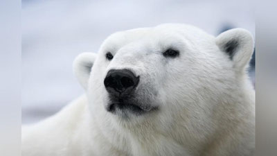 'Arxangelsk aholisi kutilmagan mehmonni qarshi oldi 'ning rasmi