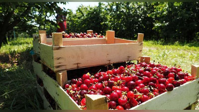 '"Ўзагроэкспорт" деҳқон ва фермерлардан сотиб олинадиган гилос учун нарх белгилади   'ning rasmi