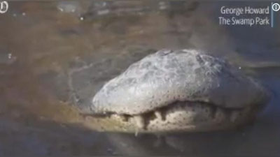 Изрображение 'В США АЛЛИГАТОРЫ ВМЕРЗЛИ В ЛЕД (ВИДЕО)'
