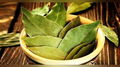 'Lavr yaprog`i faqat tuzlamalarga ishlatiladi deb o`ylasangiz, adashasiz.'ning rasmi