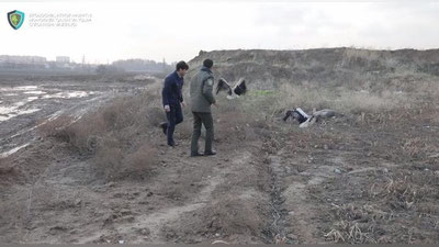 Изрображение 'В одном из домов в Ташкенте держали двух краснокнижных аистов'