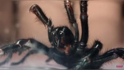 Изрображение 'САМЫЙ БОЛЬШОЙ ЯДОВИТЫЙ ПАУК АВСТРАЛИИ ПОПАЛ НА ВИДЕО'