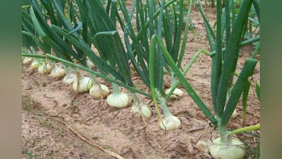 Изрображение 'Эксперты рассказали, к чему могут привести грядущие заморозки в Центральной Азии'