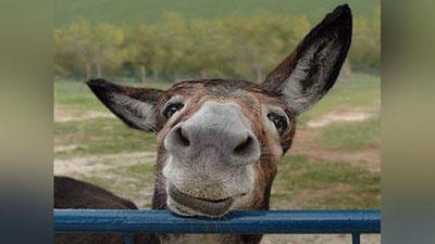 'Фарғонада эшак гўштини мол гўштига аралаштириб сотган яна бир шахс қўлга олинди (видео)'ning rasmi