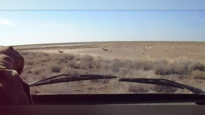 'Ustyurtda qulonlar bor…mi?'ning rasmi