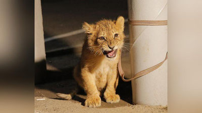 'Toshkentda sher bolalarini 6 ming dollarga pullayotgan shaxslar qo`lga tushdi'ning rasmi