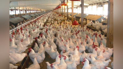 Изрображение 'КАК ОРГАНИЗОВАТЬ МИНИ-ПТИЦЕФЕРМУ?'