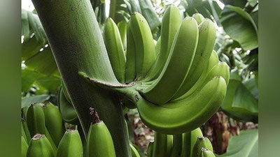 'Turkmanistonda banan etishtirilmoqda'ning rasmi