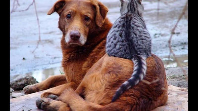 'Hayvonlardan ibrat oling. Muhtojlarga yordam berishga hatto ular ham oshiqadi'ning rasmi