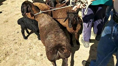 'Karantin paytida qurbonlik qilish tartibi tushuntirildi'ning rasmi