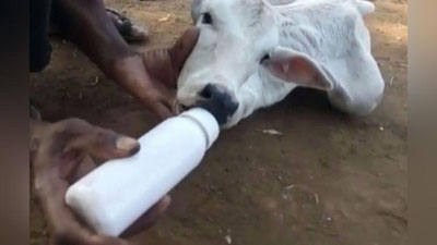 'Hindistonda mutant buzoqcha tug`ildi'ning rasmi