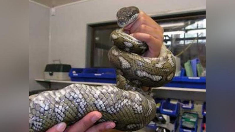 'Amerikalik talaba yotoqxonadan bir yarim metrlik ilon tutib oldi'ning rasmi