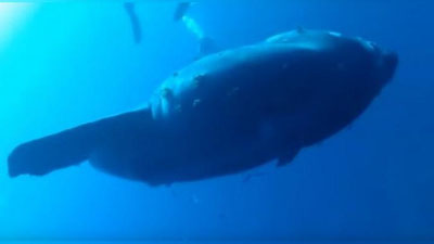 'АВСТРАЛИЯЛИК ТАЛАБА ҚИЗ БИР АСРДАН БЕРИ ОКЕАН ҚАЪРИГА ЯШИРИНГАН 2 ТОННАЛИ БАЛИҚНИ ТОПДИ (ВИДЕО)'ning rasmi