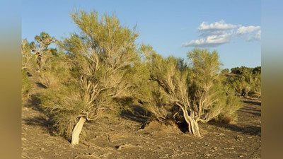 'Табиатга зарар келтирган 15 фуқаро жаримага тортилди'ning rasmi