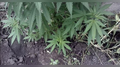 Изрображение 'ЖИТЕЛЬ ДЖИЗАКСКОЙ ОБЛАСТИ ВЫРАЩИВАЛ КОНОПЛЮ НА УЧАСТКЕ'