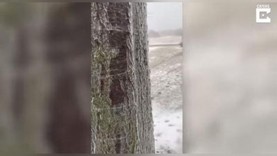 Изрображение 'ЖИТЕЛЬ США СНЯЛ, КАК ТЕЧЕТ ВОДА ВНУТРИ ЗАМЕРЗШЕГО ДЕРЕВА (ВИДЕО)'