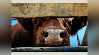 '80 bosh qoramol va 64 bosh otlarini o`g`irlagan shaxs ushlandi'ning rasmi