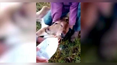 'Braziliyada ikki kallali buzoqcha tug`ildi (Video)'ning rasmi