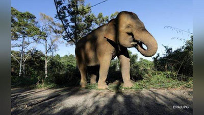 Изрображение 'В ТАИЛАНДЕ СЛОН НАПАЛ НА ТУРИСТОВ (ВИДЕО)'