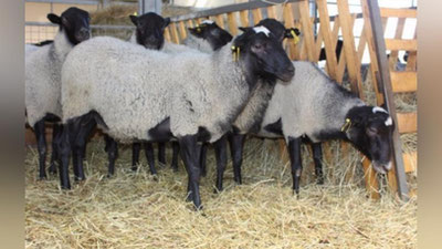 'Cho`ponni kaltaklab, 215 bosh qo`ylarni olib ketgan shaxslar ushlandi'ning rasmi