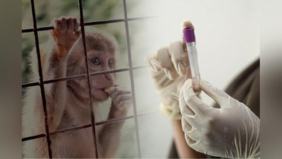 'Маймунчечак кутилганидан ҳам тез мутацияга учрамоқда'ning rasmi