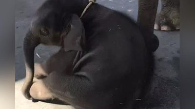 'Filcha sayyohlarning ko`nglini olish uchun holdan toydi (Video)'ning rasmi