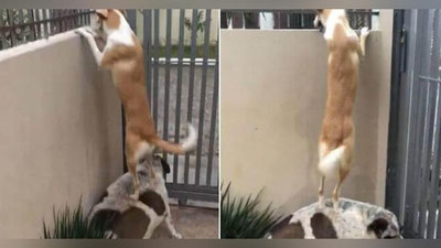 'Тўрт оёқли дугоналар “гап сотиш” учун ғаройиб ихтиро ўйлаб топишди (Видео)'ning rasmi