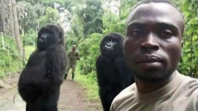 'Kongoda selifichi gorillalar mashhur bo`ldi (Video) 'ning rasmi