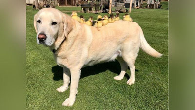 'Bag`rikeng labrador o`rdakchalarni otaliqqa oldi (Foto)'ning rasmi